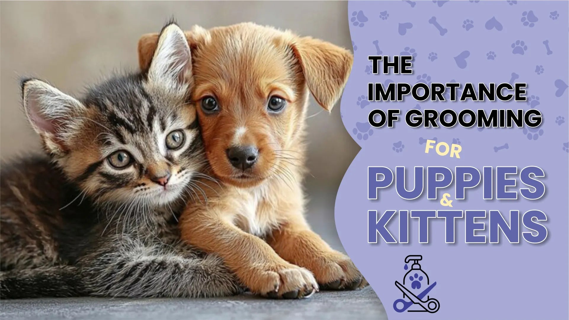 The Importance of Grooming for Puppies and Kittens: Start Early for a ...