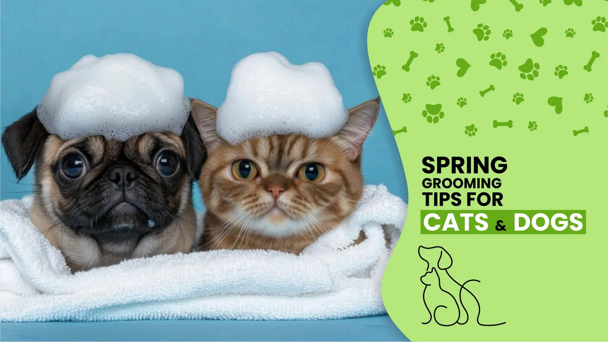 Spring Grooming Tips for Cats and Dogs